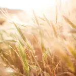 Contributi al florovivaismo nel Lazio: pubblicati gli elenchi delle domande finanziabili e non ammesse