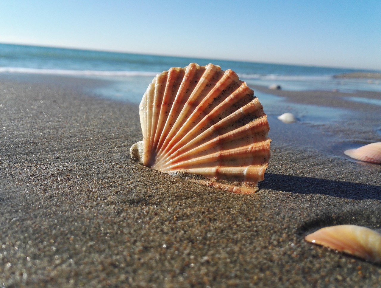 Parco del Mare di Ostia, il litorale cambia volto tra natura, mobilità e spazi pubblici