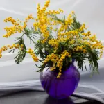 Premio “Mimosa d’oro”, a Villa Altieri riconoscimenti alle donne che trasformano la società