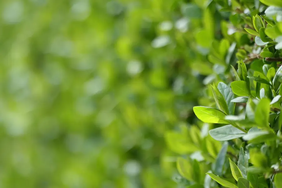 Parco Volusia, il boschetto didattico chiude il piano di forestazione urbana di Roma