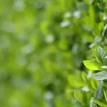 Parco Volusia, il boschetto didattico chiude il piano di forestazione urbana di Roma