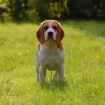 A Villa Borghese torna “Il canile va in città”: adozioni e storie che chiedono una seconda possibilità