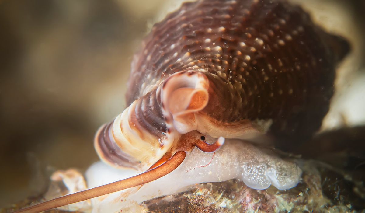 La lumaca vampiro mediterranea candidata a Mollusco dell’Anno 2026