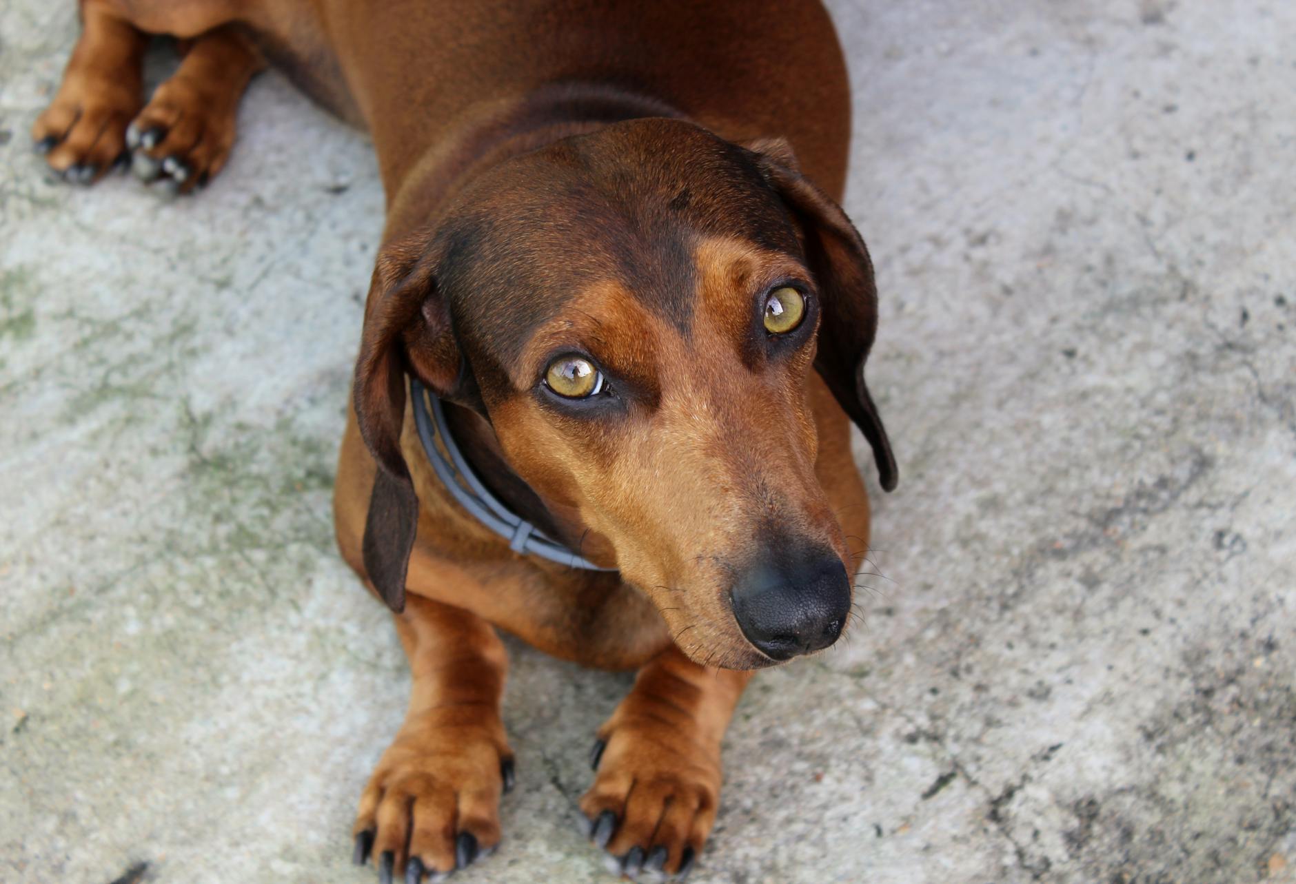 Roma, 30 cani in cerca di casa sfilano al Parco Schuster