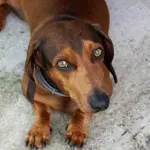 Roma, 30 cani in cerca di casa sfilano al Parco Schuster