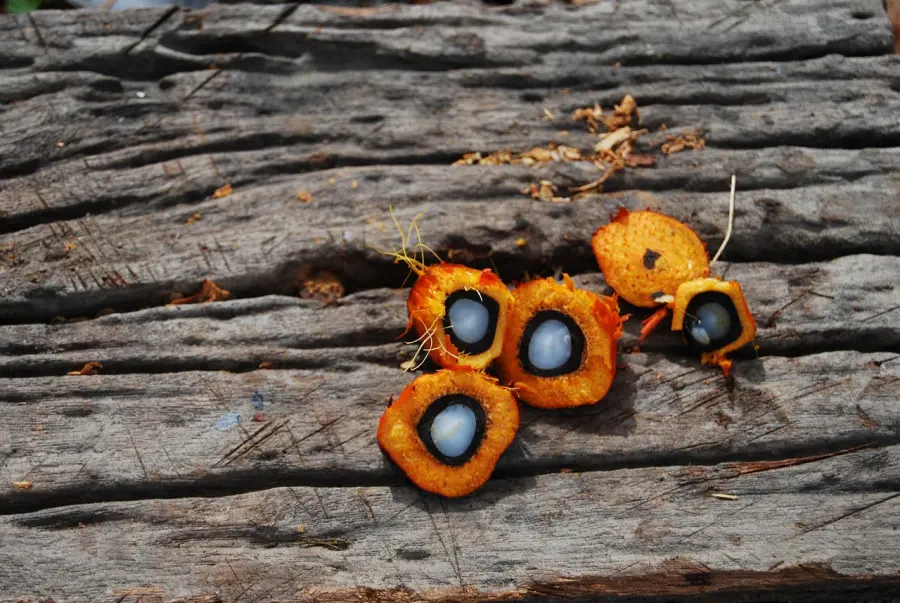 Tutta la verità sull’olio di palma: tra demonizzazione, sostenibilità e realtà nutrizionale