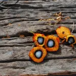 Tutta la verità sull’olio di palma: tra demonizzazione, sostenibilità e realtà nutrizionale