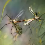 La zanzara del West Nile: uno studio internazionale ne svela le origini millenarie