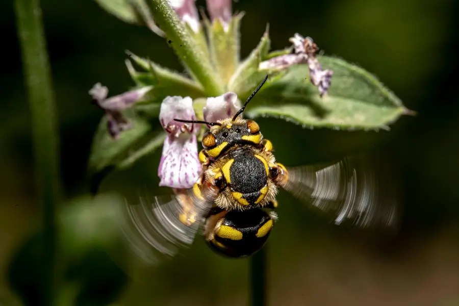 Nuova specie di ape scoperta in Sardegna: Andrena culucciae arricchisce la biodiversità mediterranea