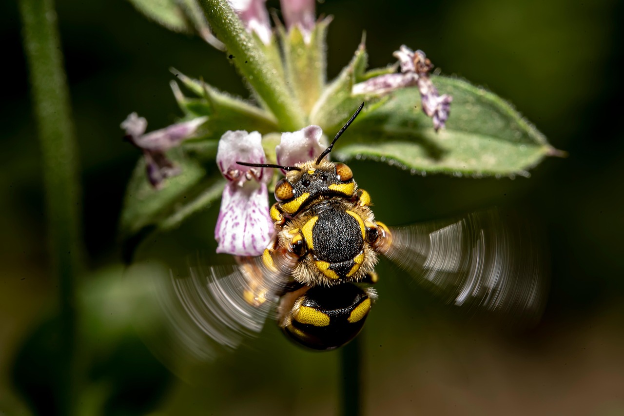Nuova specie di ape scoperta in Sardegna: Andrena culucciae arricchisce la biodiversità mediterranea